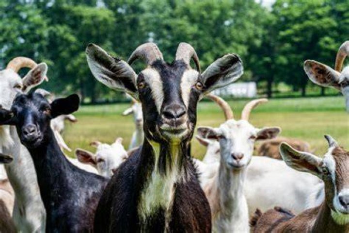 Is goat farming taxable?