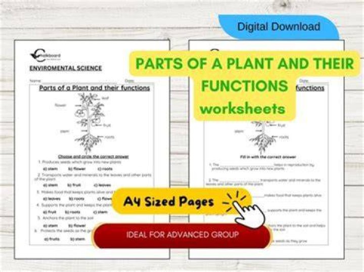 What were the components of plant asset?